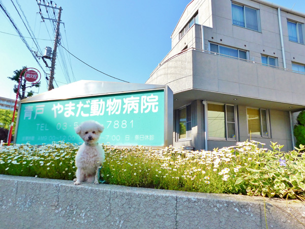 青戸やまだ動物病院